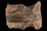 Fossil Sauropod (Rebbachisaurus?) Caudal Vertebra - Morocco #116864-2